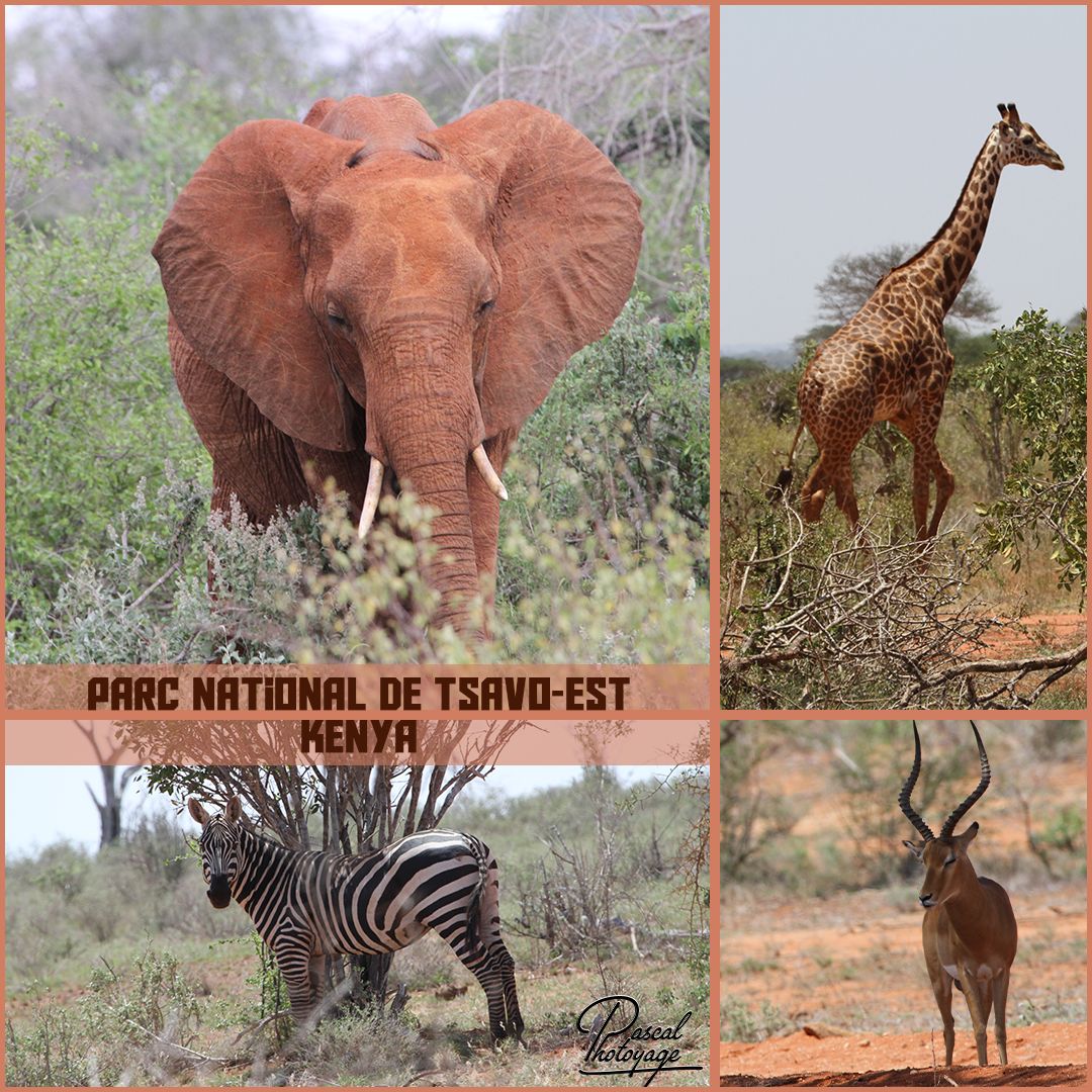 TSAVO-EST 01 - LAYOUT 04 1080x1080.jpg